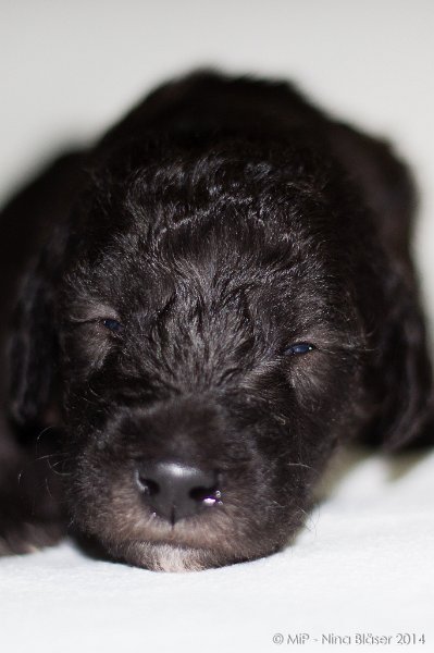 2014-02-18 Welpen Svet & Ruby-1868.jpg - Day 15